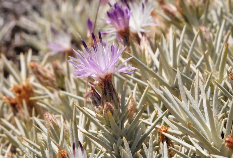 Centaurea horrida / Fiordaliso spinoso